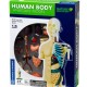 Human Body Anatomy Model