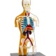 Human Body Anatomy Model