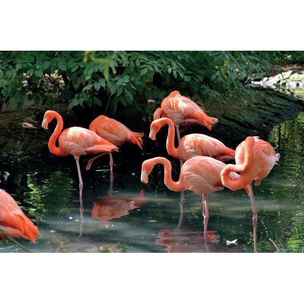 Robert Frederick Παζλ Παραλληλόγραμμο 1000τεμ Flamingos Robert Frederick Παζλ Παραλληλόγραμμο 1000τεμ Flamingos