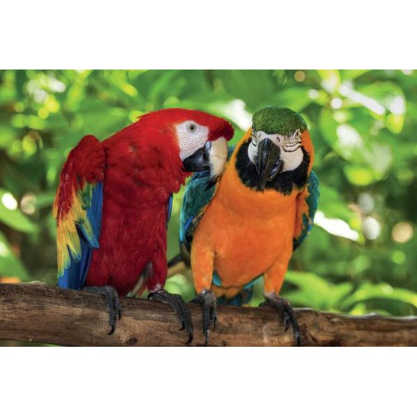 Robert Frederick Παζλ Παραλληλόγραμμο 1000τεμ Παπαγάλοι Robert Frederick Παζλ Παραλληλόγραμμο 1000τεμ Παπαγάλοι
