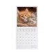Legami 2026 Wall Calendar - Kittens - 18x18cm
