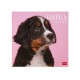 Legami 2026 Wall Calendar - Puppies - 30x29cm