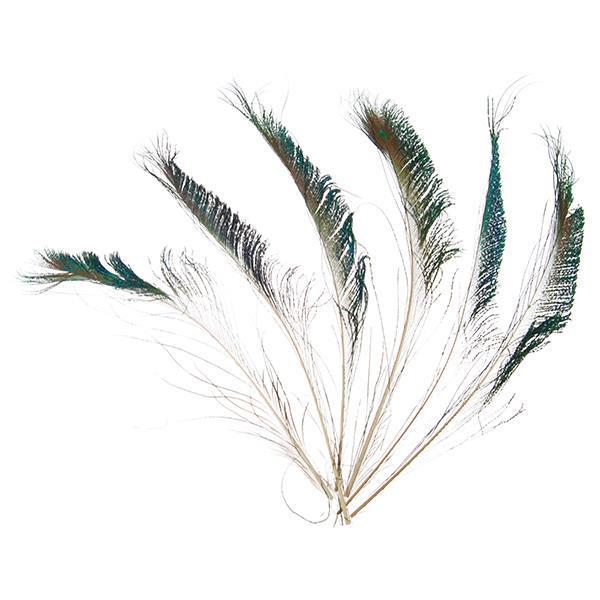 Φτερά Παγωνιού 30-35cm 6τεμ