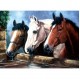 Ζωγραφική με Αριθμούς 30x40 cm 3 Άλογα
