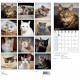 2024 Wall Calendar 30x30cm Cats